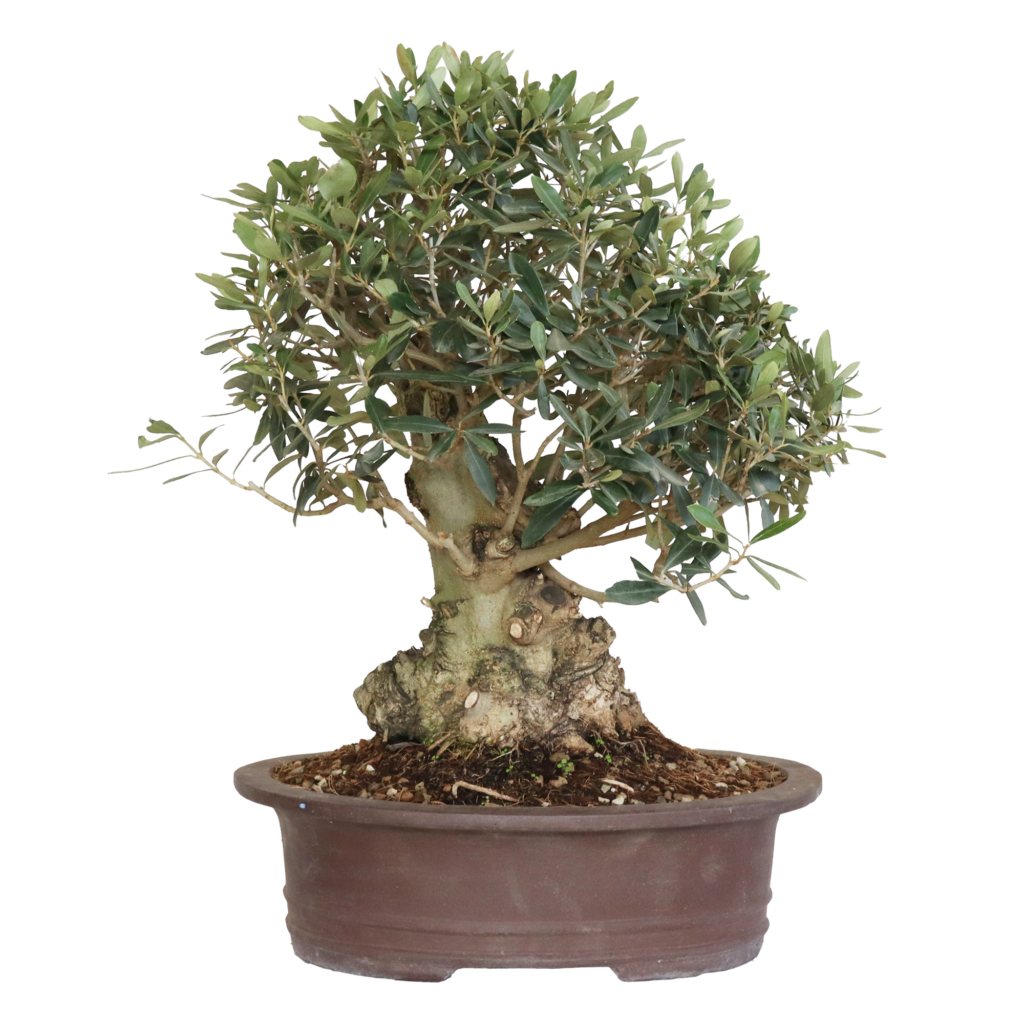 Olivenbaum Bonsai - Olea Europaea V35 - Kentis