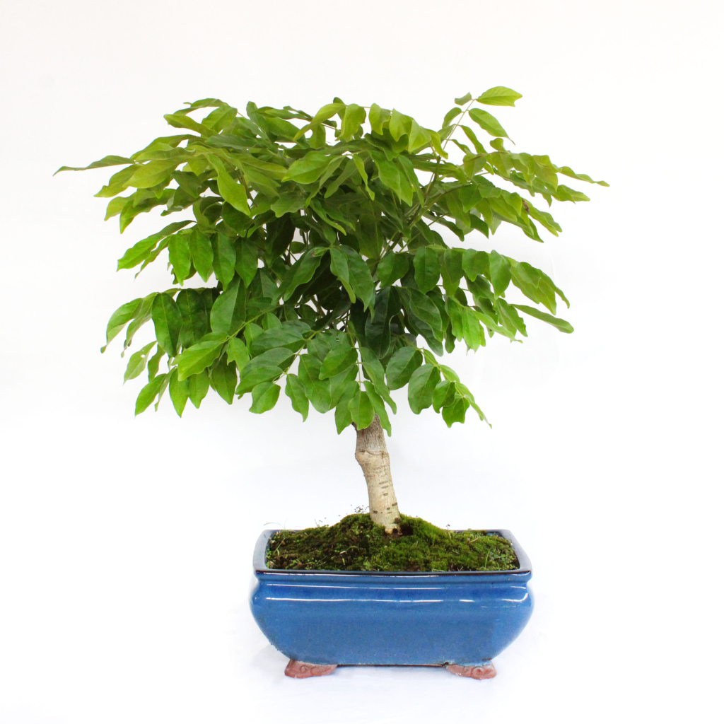 fagus mobilkran set Fagus Mobilkran  Holzfahrzeug mit drehbarem Kranarm  KLICKKLACK