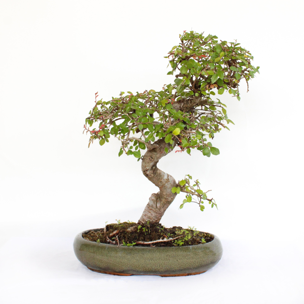 Zelkova Bonsai  Zelkoven Bonsai fr drinnen und drauen - Kentis
