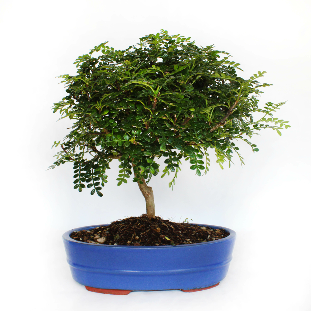 Bonsai Zanthoxylum Piperitum - Szechuanpfeffer - Kentis