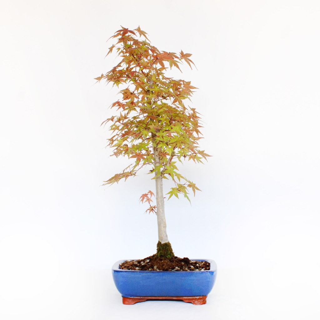 Bonsai Acer Palmatum Deshojo - Japanischer Rotahorn - Kentis