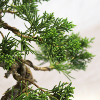 Bonsai Töpfe Bonsai Du00fcnger KENTIS Bonsai Junip Produktbild-Vorschau 7