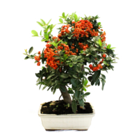 bonsai samen keimen nicht Seedeo® Chinesisches Ulme (Ulmus parvifolia) Bonsai 35 Samen main image 1