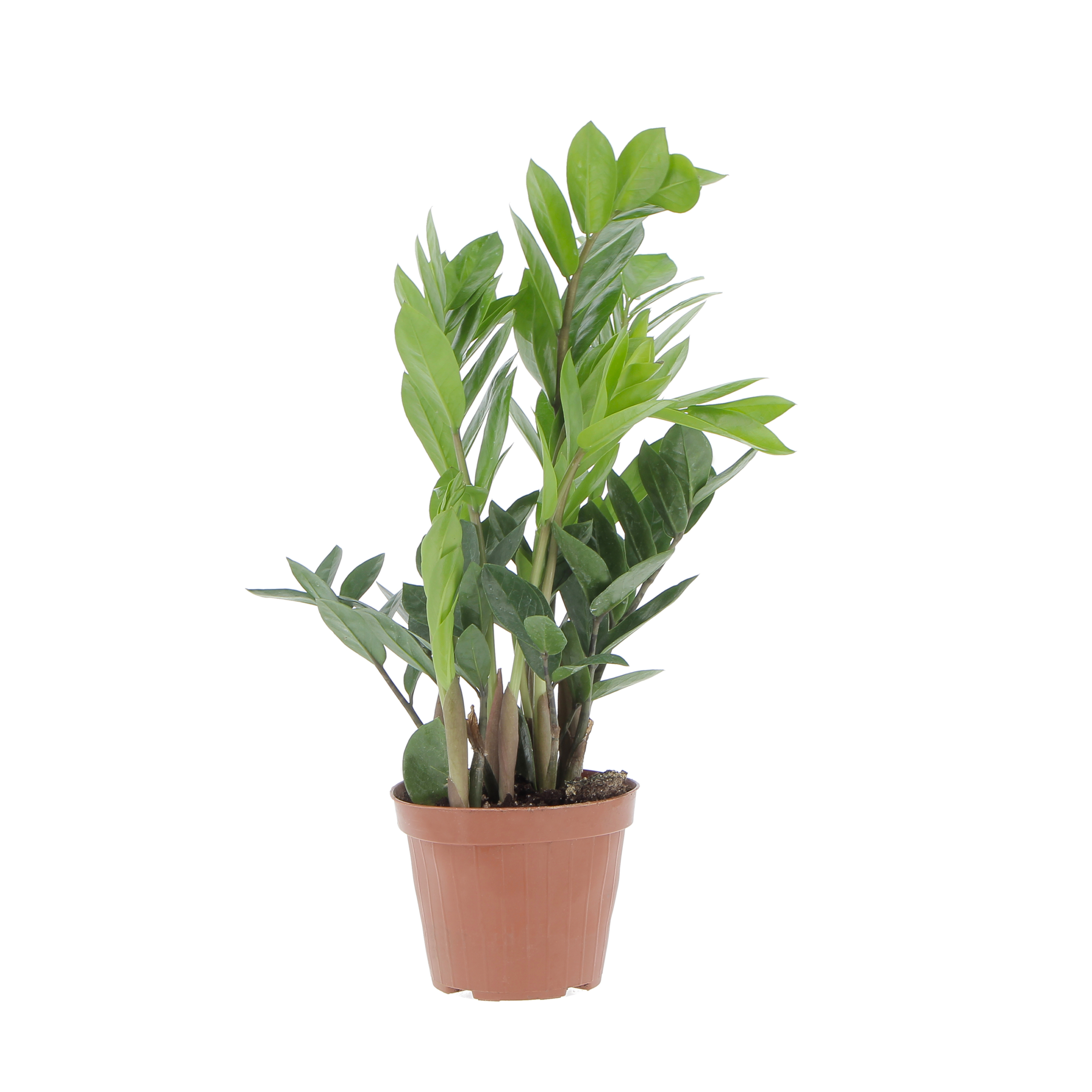 wisteria gift 30" Wisteria Greenery  Pine Cone Gift Shoppe