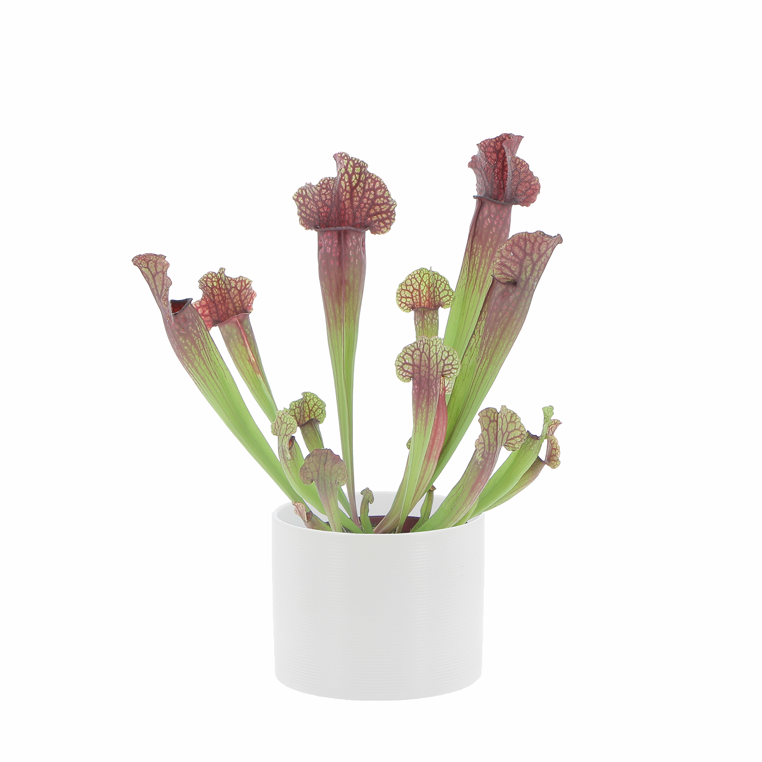 PTG-Sarracenia-v12-h30-35-vaso-panna