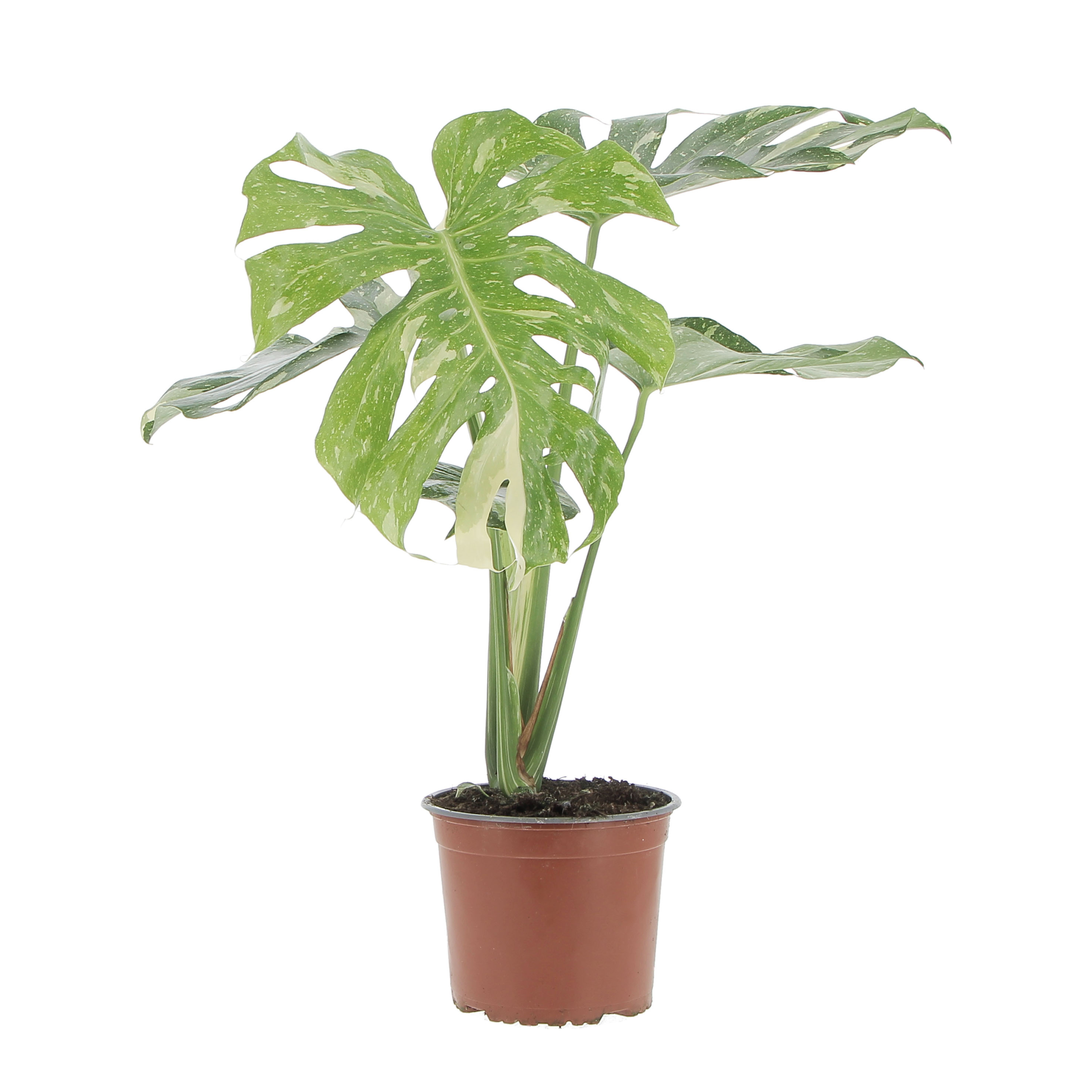 Monstera Thai Constellation - Seltene Zimmerpflanze | Kentis