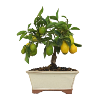 bonsai blumentopf Chinesische Feige in weißem Blumentopf - Ficus microcarpa ginseng main image 1