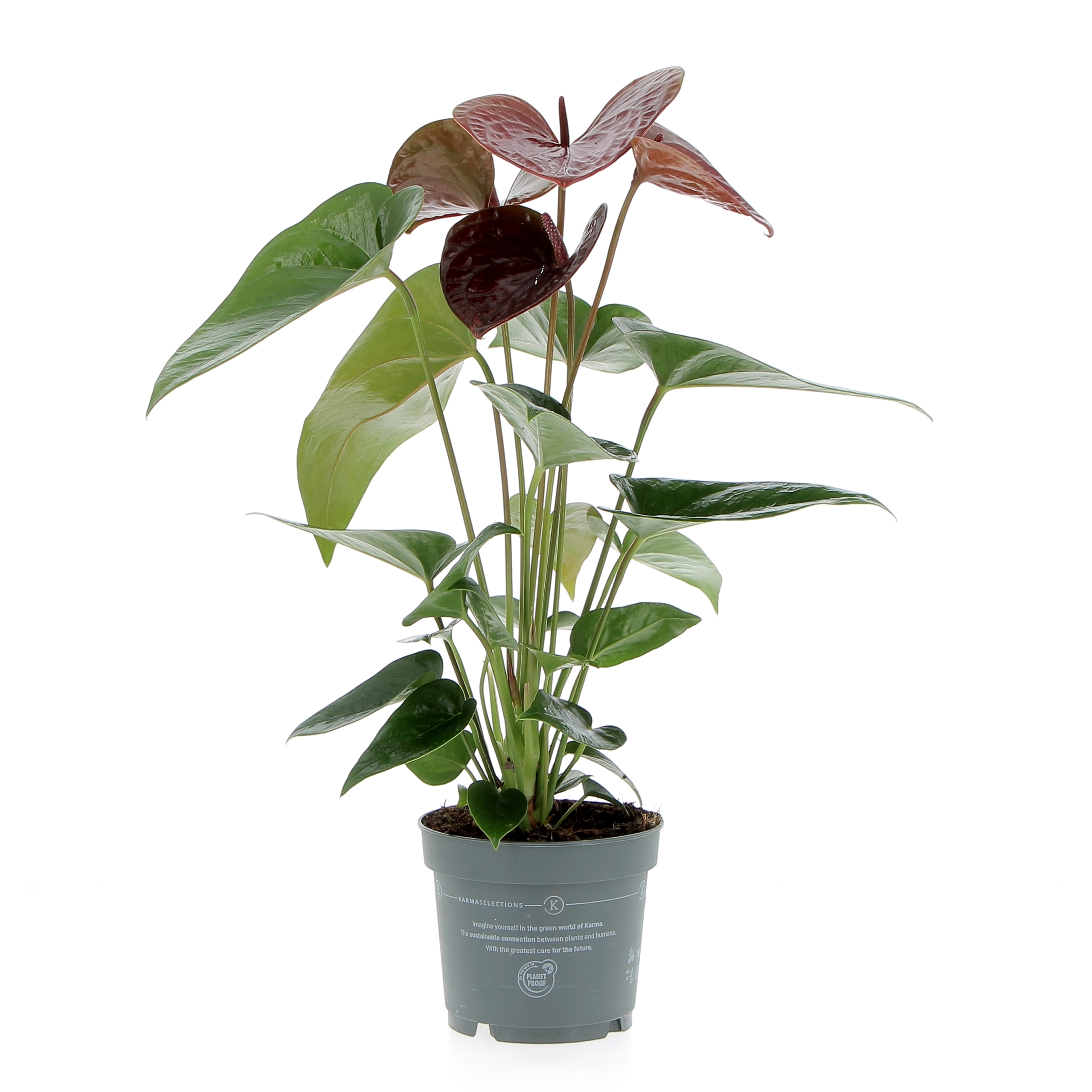 KENTIS - Anthurium Cioccolato - Anturio - Piante Fiorite da Interni