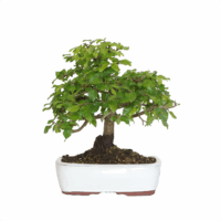 Bonsai Orientalische Hainbuche - Carpinus Orientalis V25 - Kentis