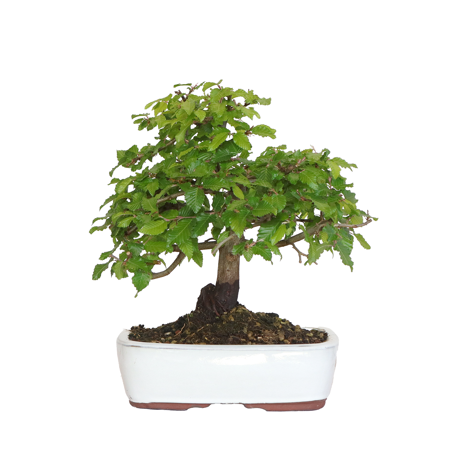 bonsai carpinus orientalis