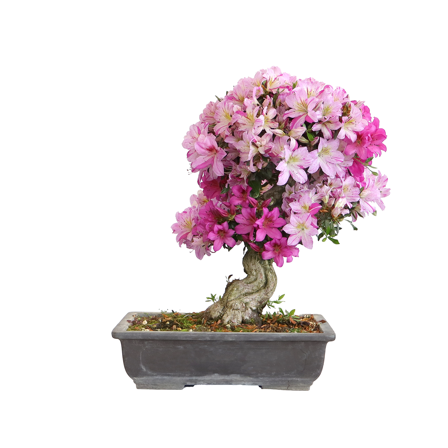bonsai rhododendron satsuki v39