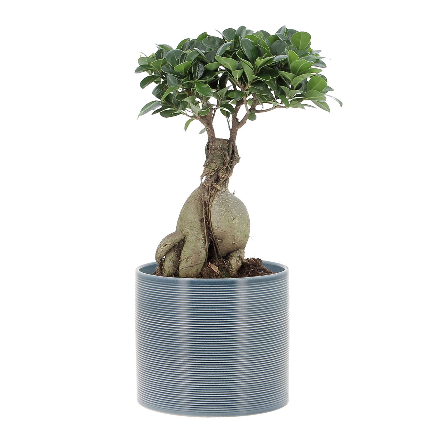 ficus-ginseng-vaso-blue-jeans