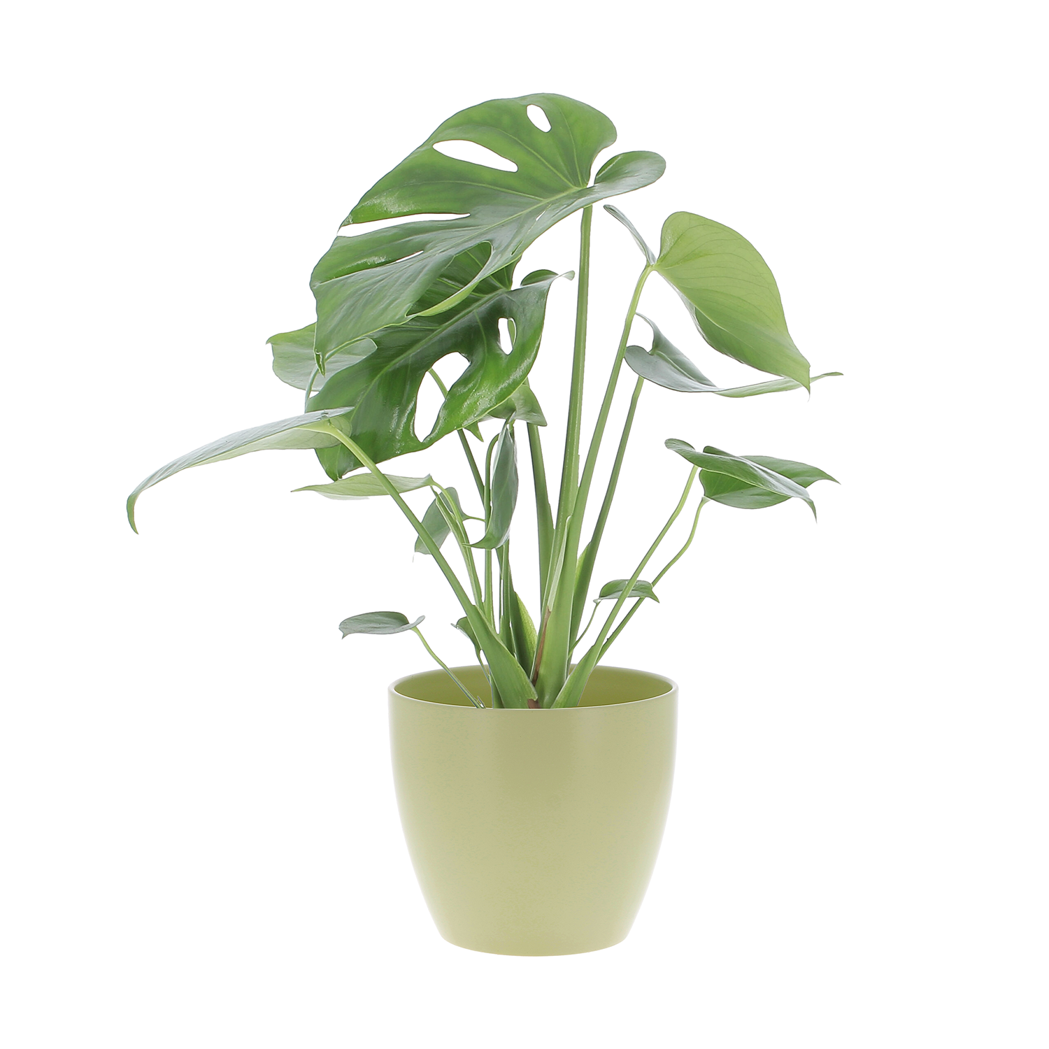 monstera deliciosa vaso light green