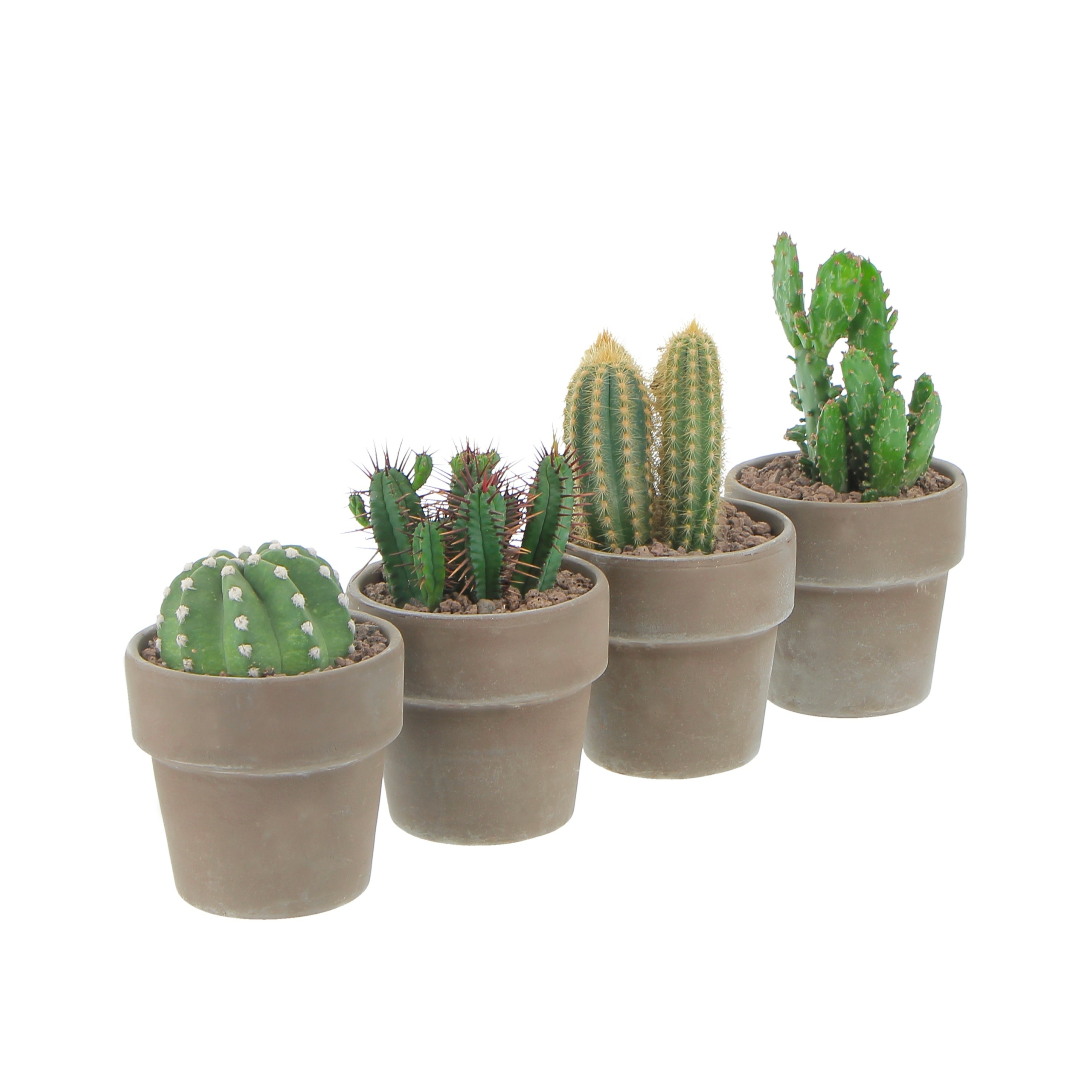 CACTUS 6