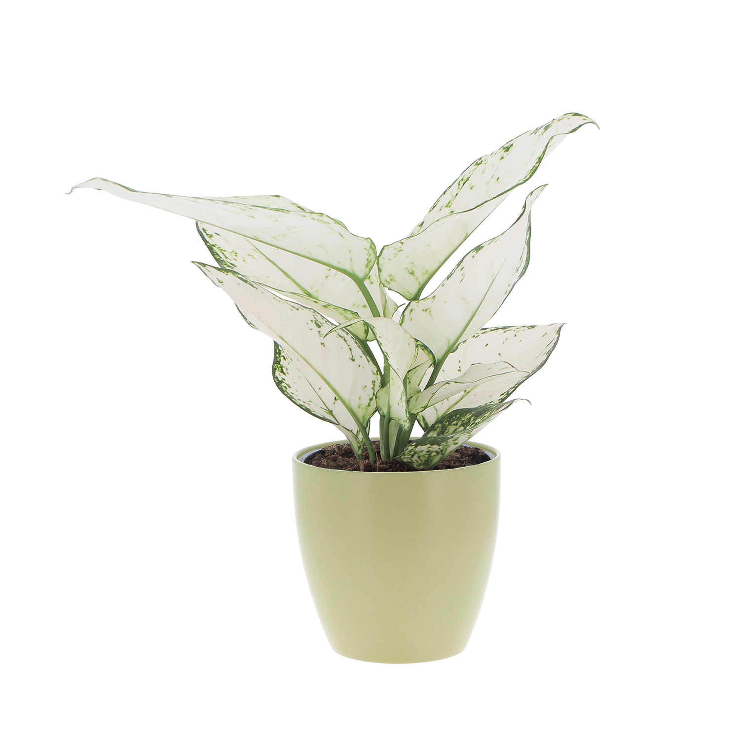 aglaone white joy vaso light green