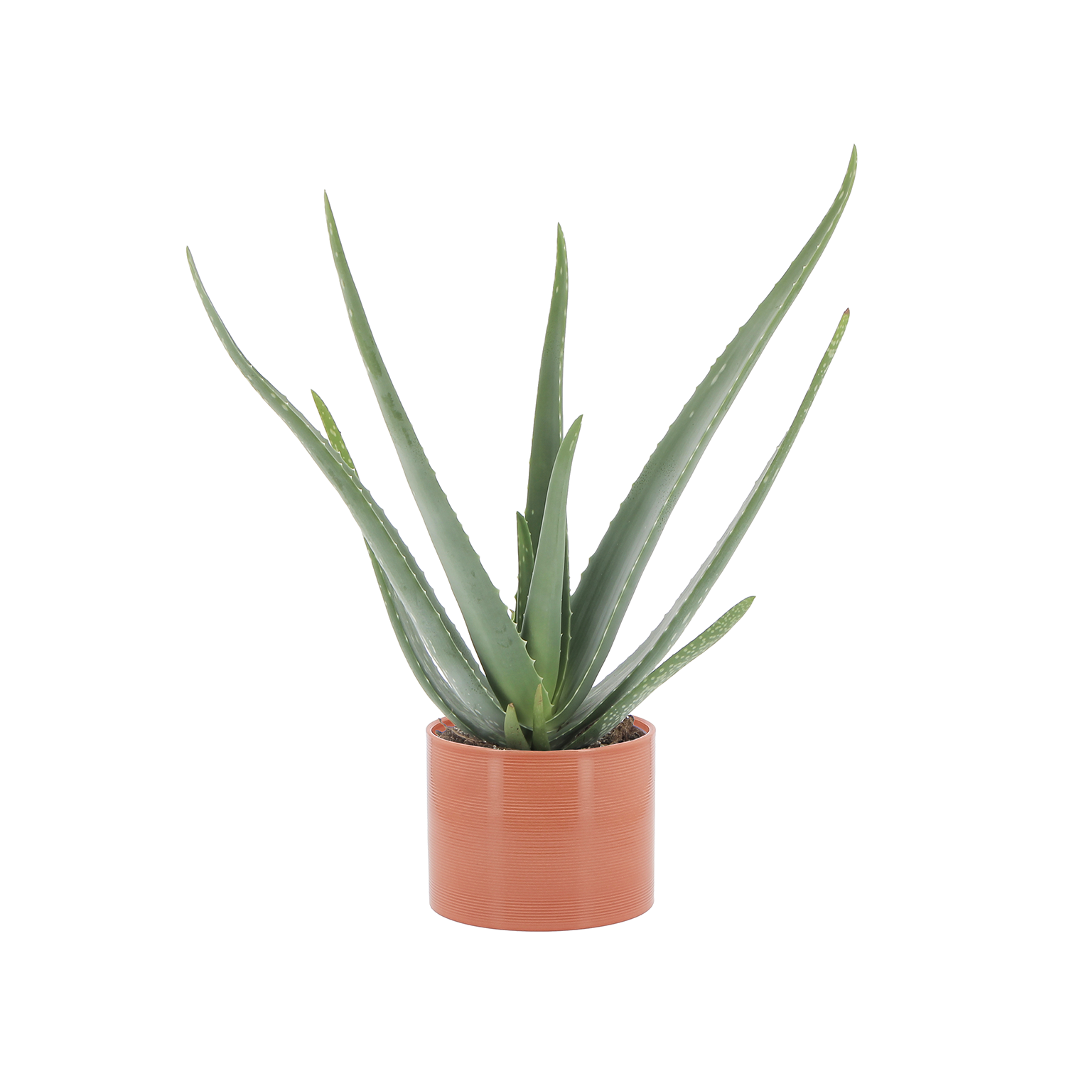 aloe vera vaso papaya