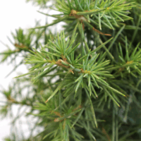 Bonsai Cedrus Libani - Libanon-Zeder Online Kaufen | Kentis
