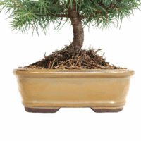 Bonsai Cedrus Libani - Libanon-Zeder Online Kaufen | Kentis