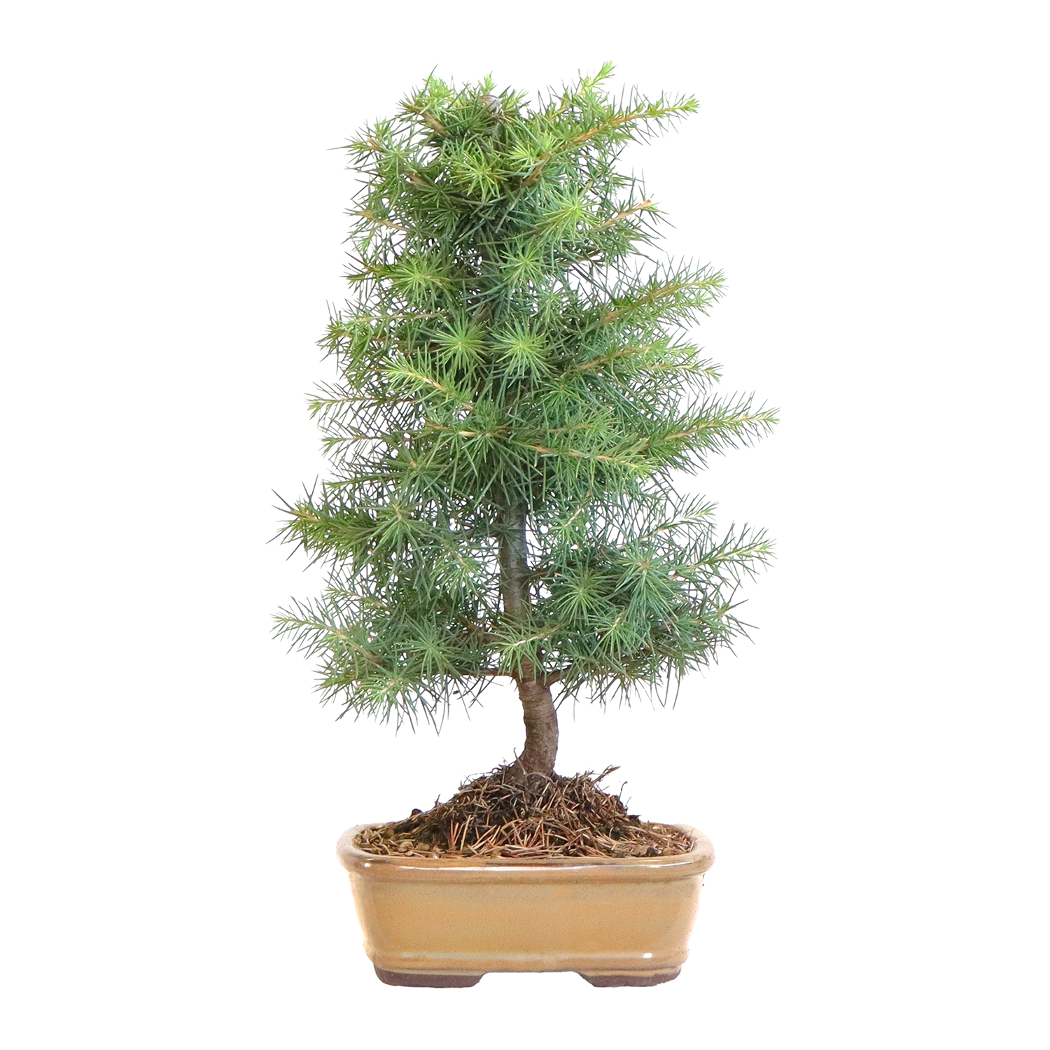 bonsai-cedrus-libani