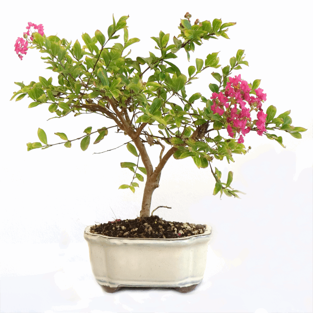Lagerstroemia Indica Bonsai - Indischer Flieder Kreppmyrte | Kentis