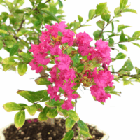 geigenfeige schnitt Geigenfeige XL | Ficus lyrata main image 1