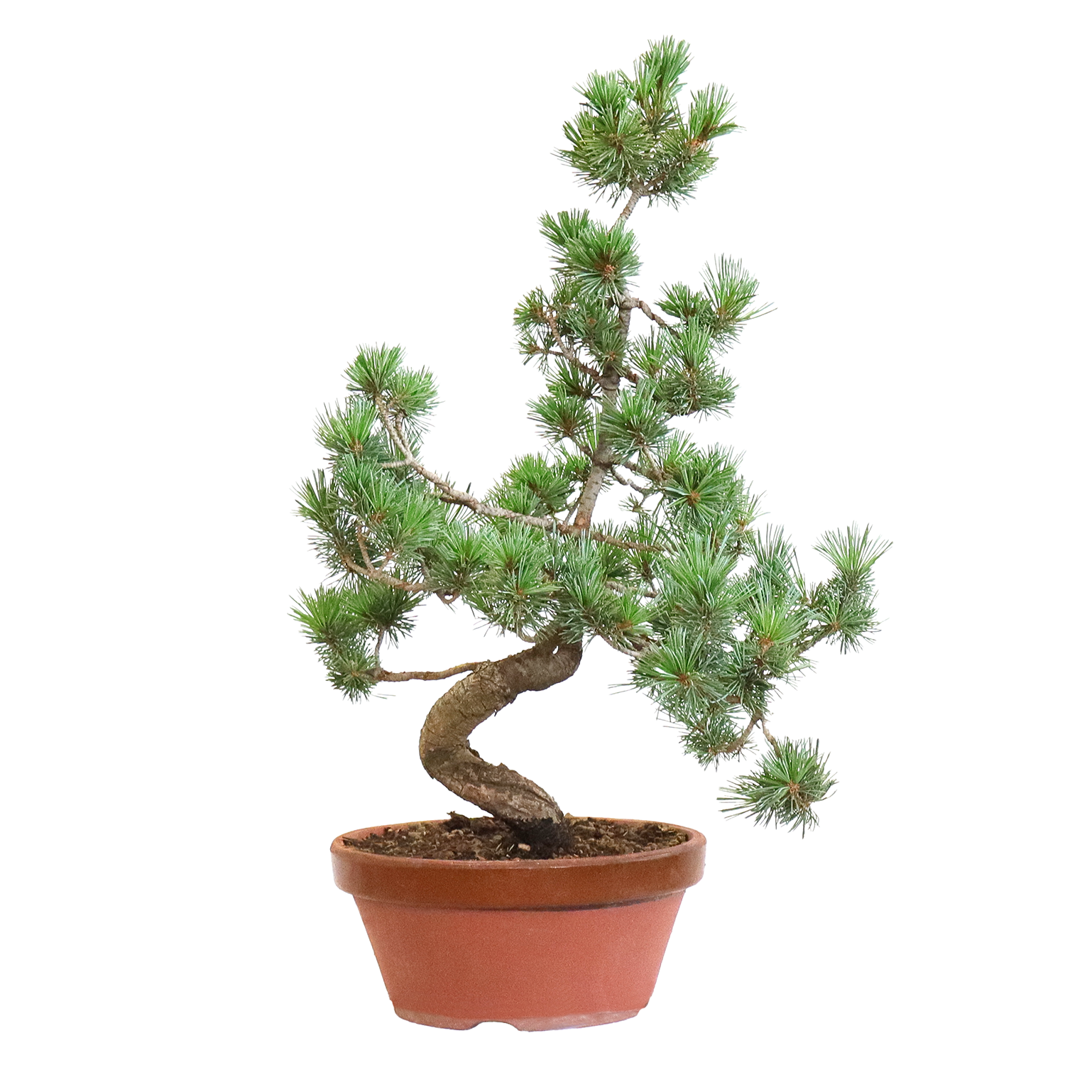 bonsai-pinus-parviflora-pentaphylla-v22
