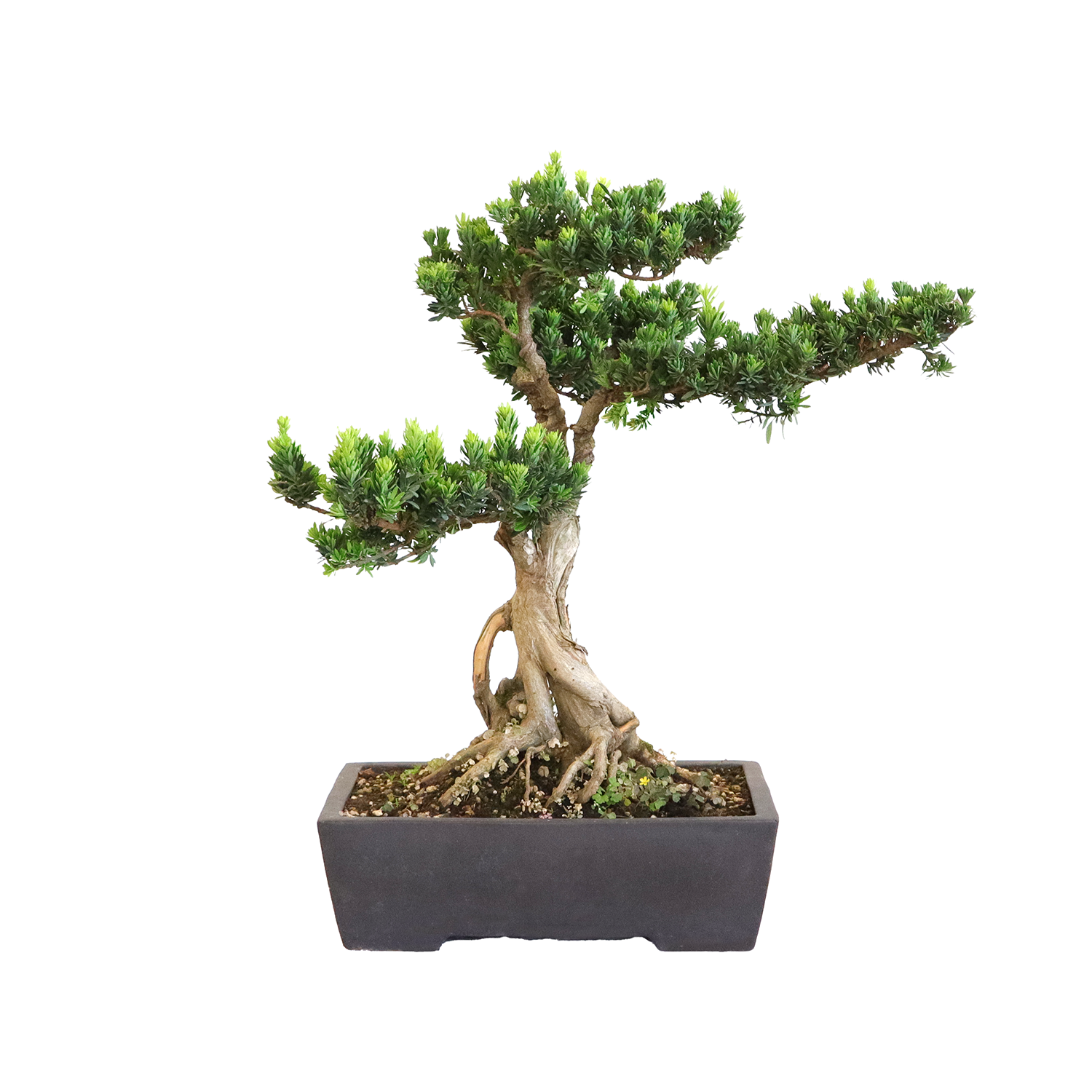 bonsai-podocarpus-macrophyllus