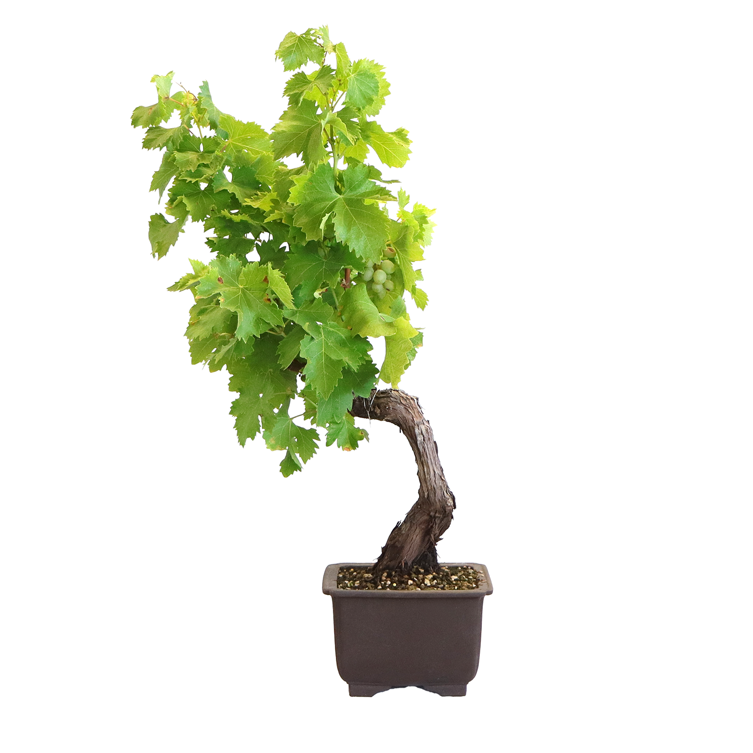bonsai-vitis-vinifera