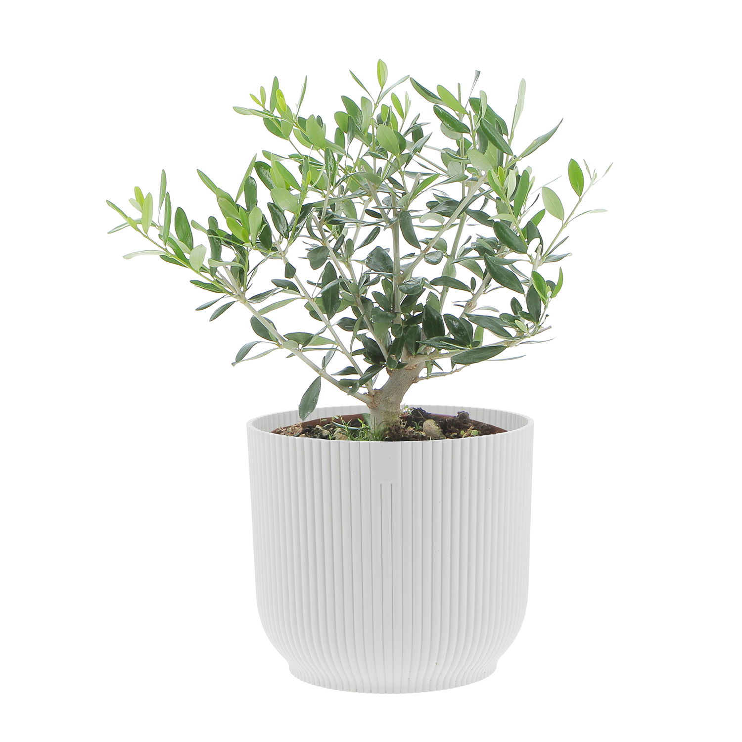 OLEA-EUROPEA-VASO-SILKY-WHITE