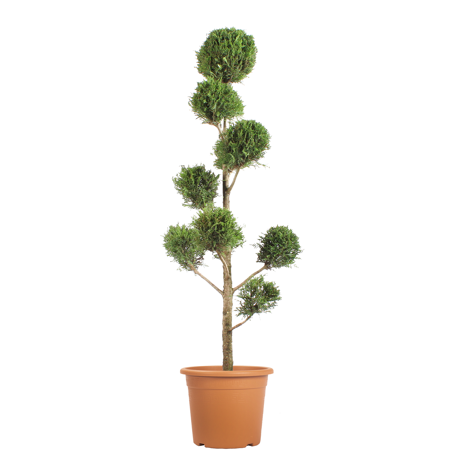 cupressocyparis-leylandii-vaso-30