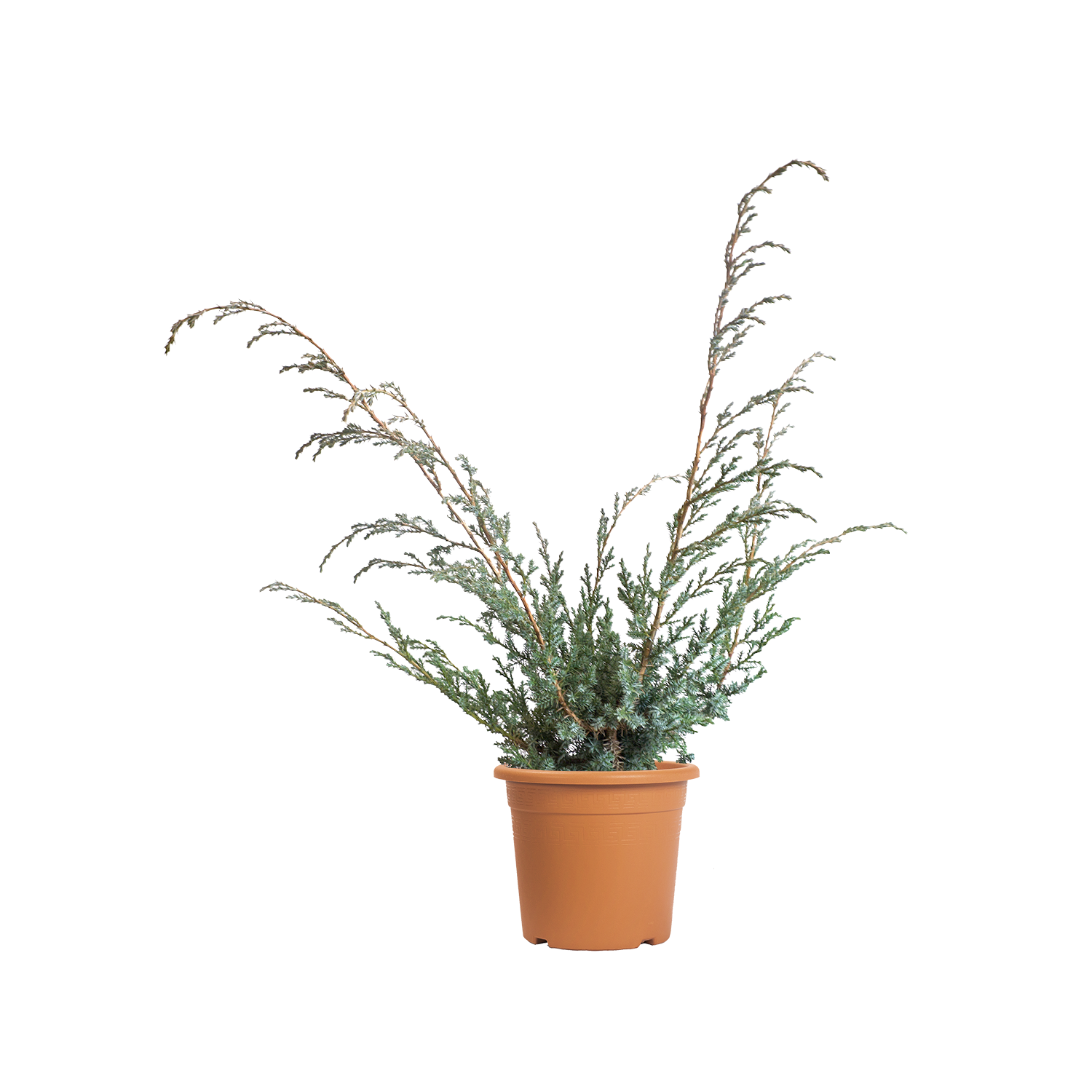 Ginepro Cinese Blue Alps In Vaso ø11 Cm, Conifera Blu-argento, Per Giardini E Terrazzi, Vivaio Di Castelletto