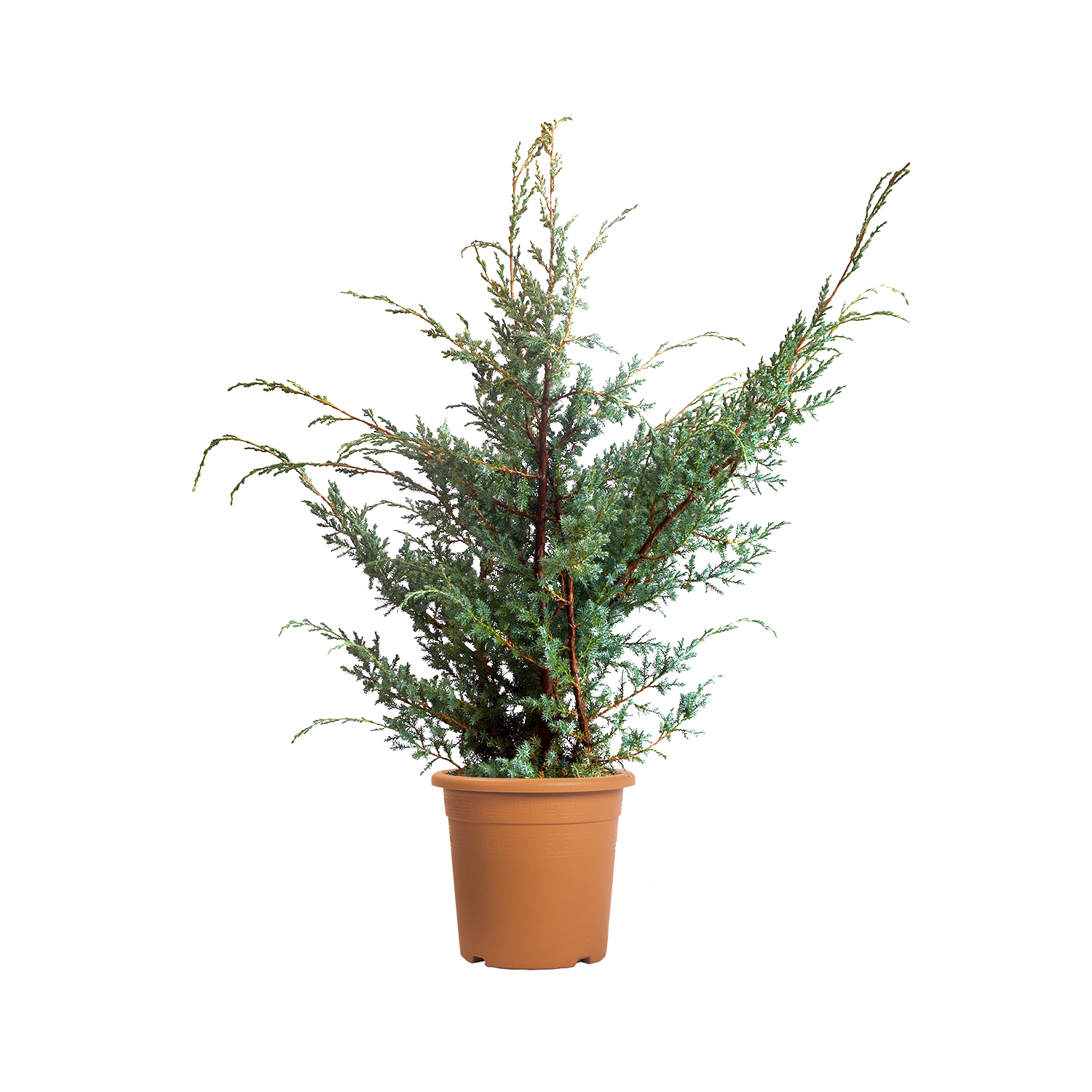 juniperus-chinensis-blue-alps-vaso-24