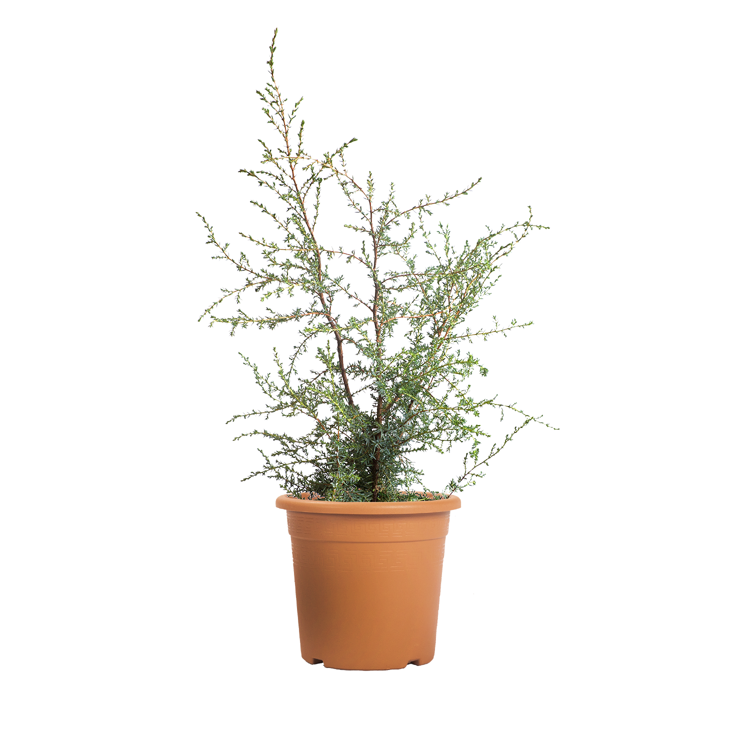 Ginepro Colonnare Irlandese Juniperus Hibernica – Altezza 100-125 Cm, Sempreverde E Resistente Al Gelo, Crescita 10-20 Cm/anno