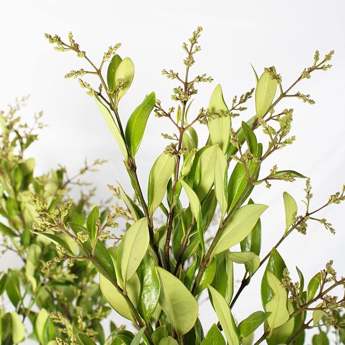 71CXe1W7YbL._AC_SX679_