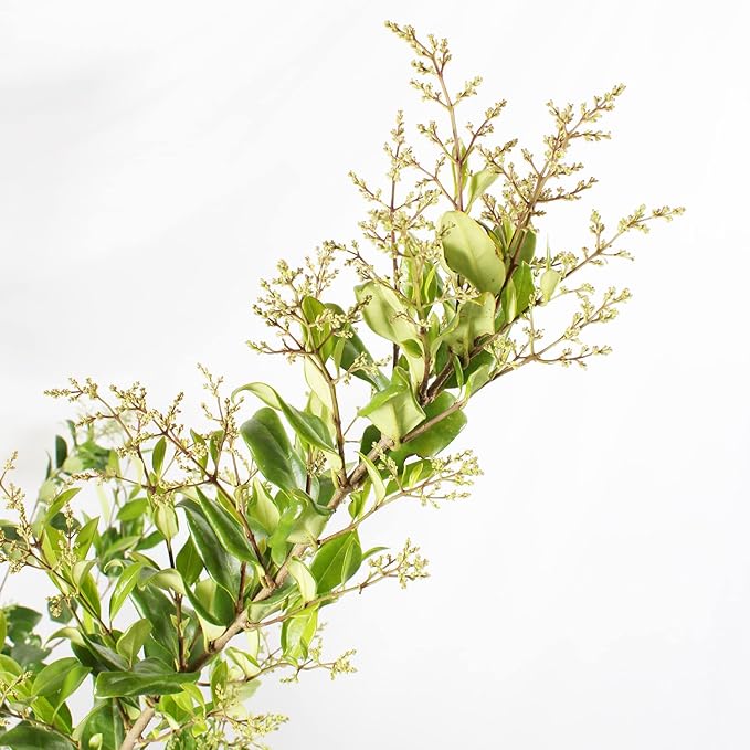 71hYTjxDPqL._AC_SX679_