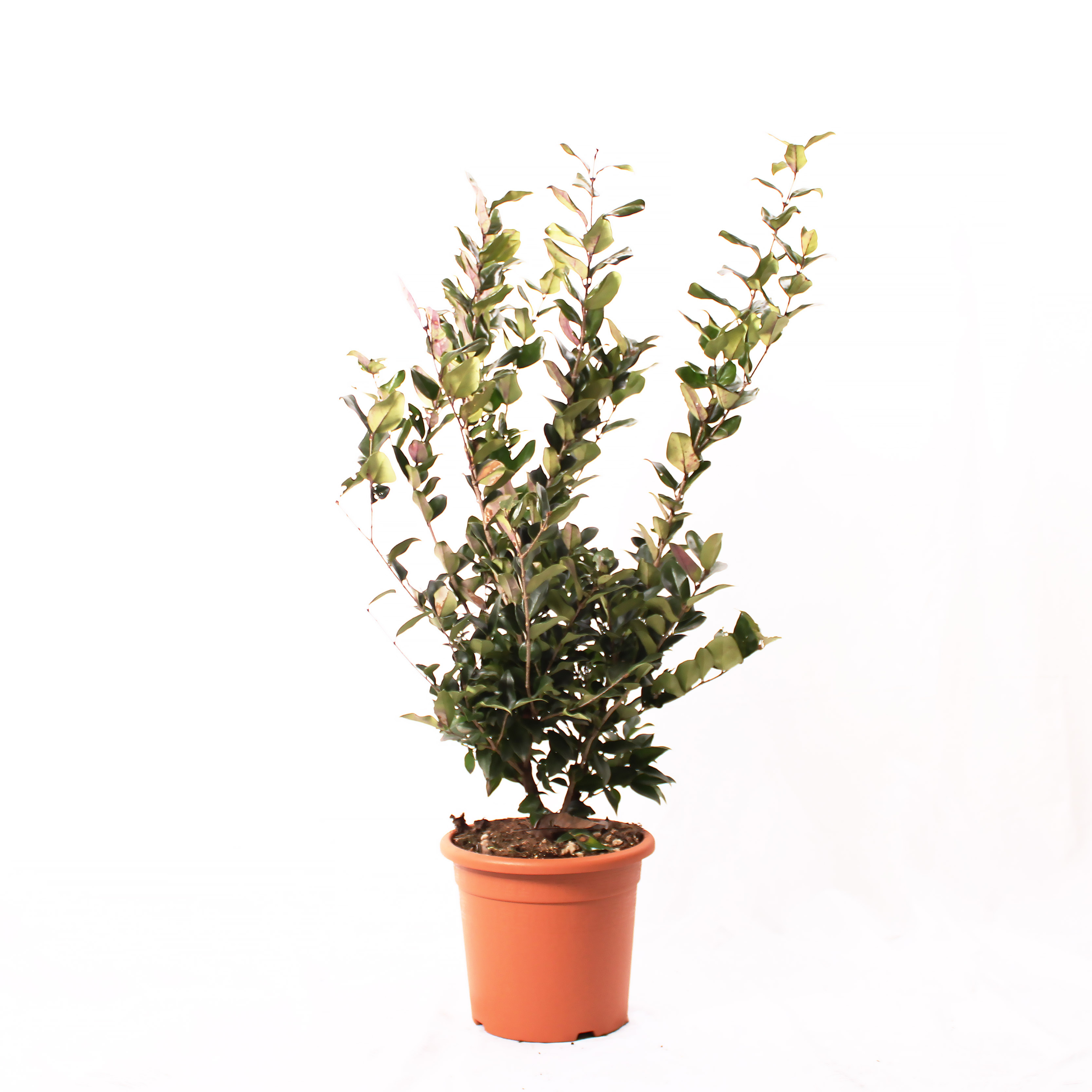 Ligustrum Texanum  Echte Freilandpflanzen  Kentis
