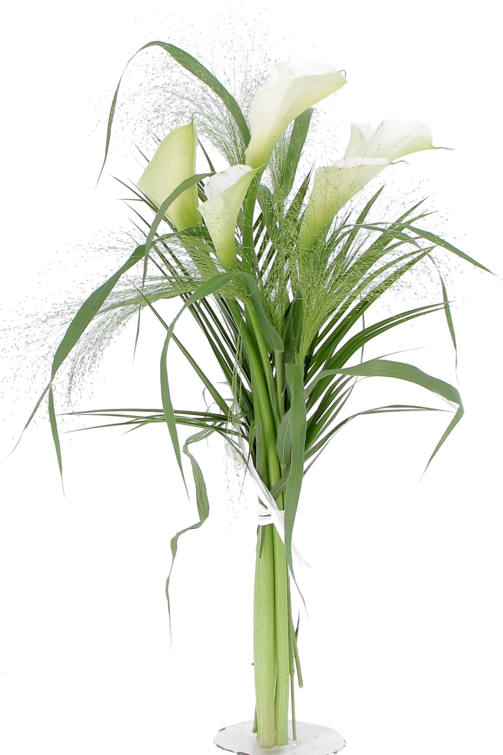 FANTASIA DI CALLE-0000