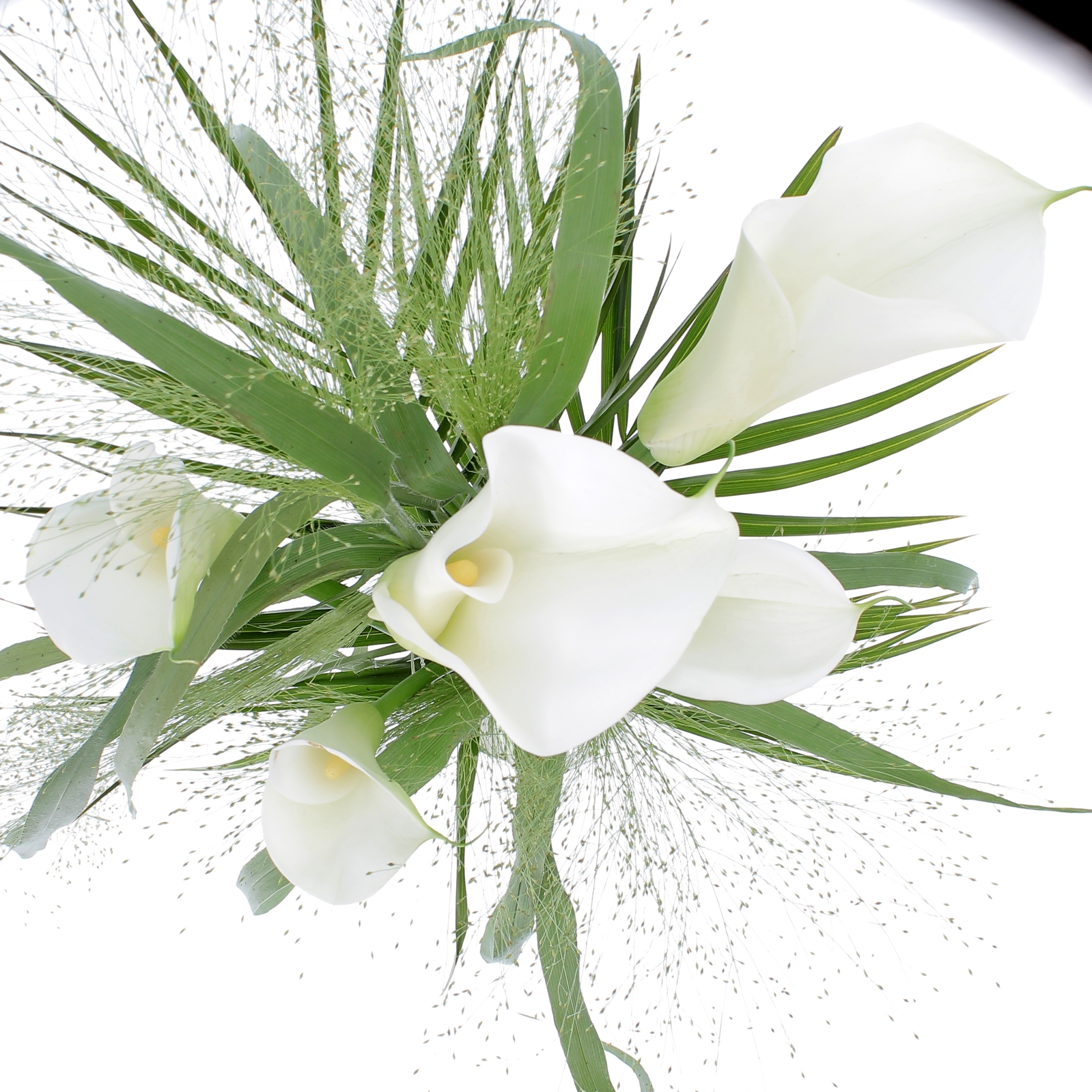 FANTASIA DI CALLE-0001