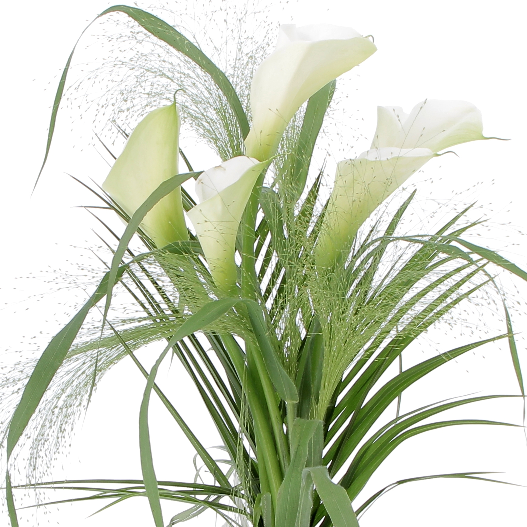 FANTASIA DI CALLE-0003