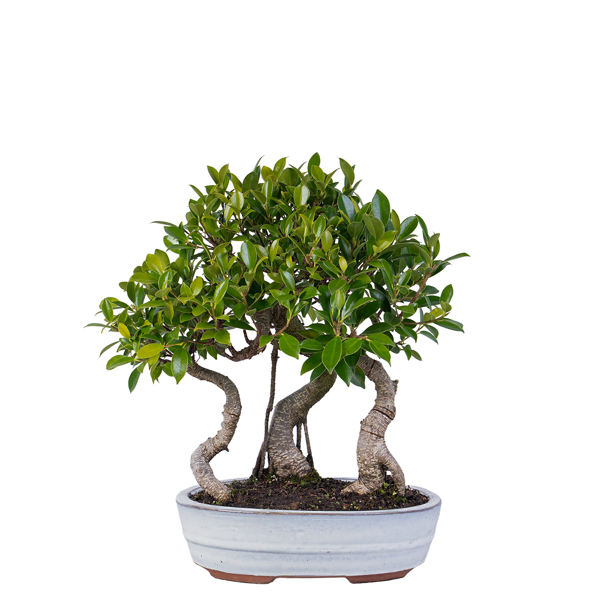 Ficus microcarpa bosco vaso 26-1