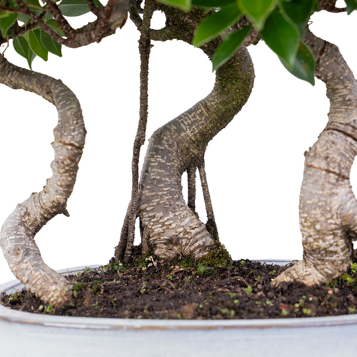 Ficus microcarpa bosco vaso 26-4