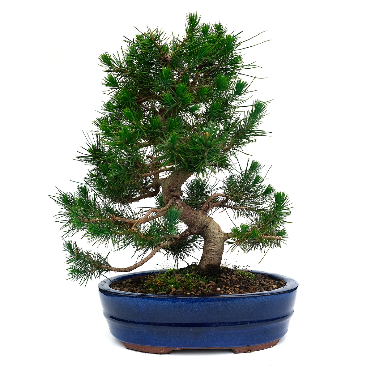 PINUS HALEPENSIS V25_26_DAVANTI