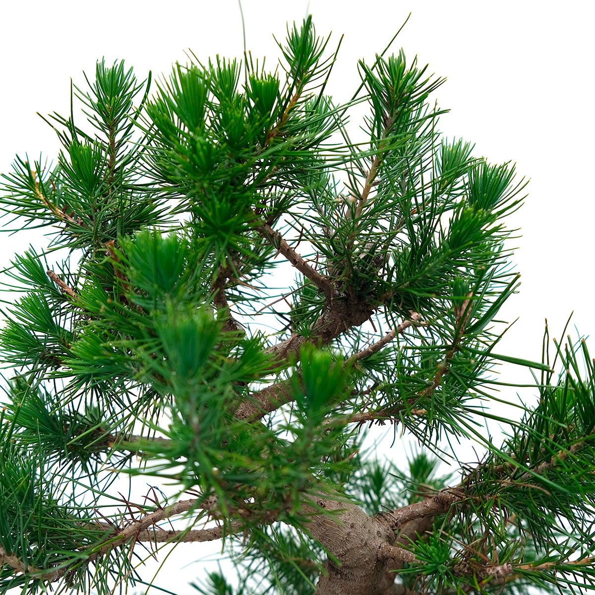 PINUS HALEPENSIS V25_26_DETTAGLIO