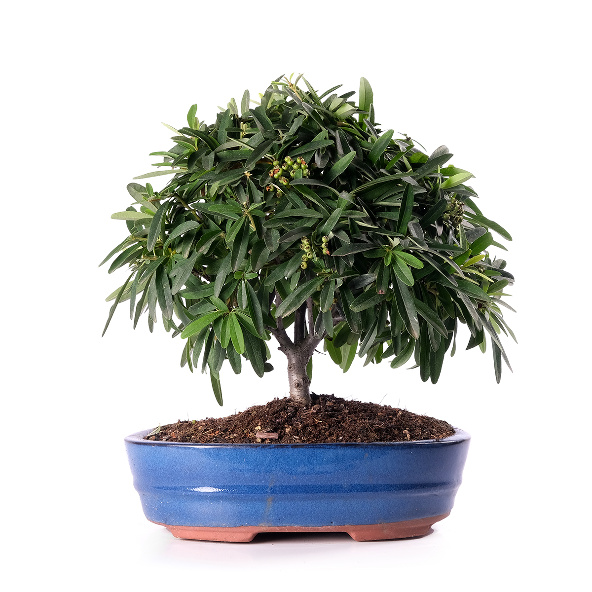 PYRACANTHA ANGUSTIFOLIA SCOPA ROVESCIATA VASO CM 26