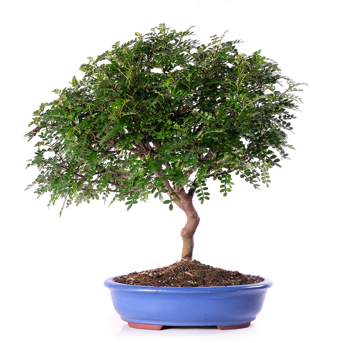 ZANTHOXYLUM PIPERITUM SCOPA ROVESCIATA VASO CM 30