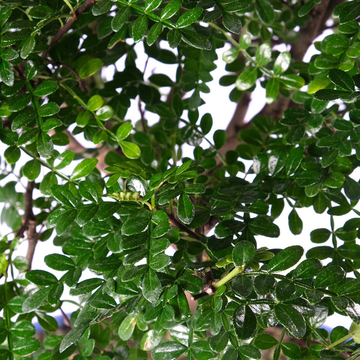 ZANTHOXYLUM PIPERITUM SCOPA ROVESCIATA VASO CM 30 DET.2